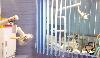 First Dent Multispeciality Dental Clinic -